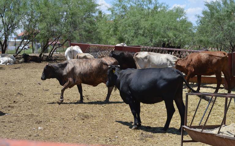 Sequía tiene en crisis a la ganadería; dejó de ser redituable
